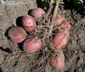 Solanum tuberosum